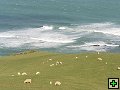 thn_The Catlins Coast 032.jpg